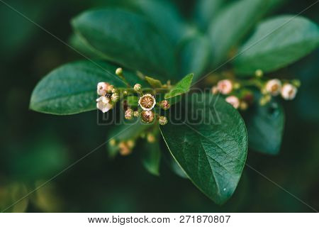 Young Buds Of Cotoneaster Lucidus In Macro On Background Of Rich Green Leaves In Shadow With Copy Sp