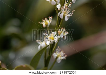 Cherry Laurel Flower (prunus Laurocerasus)