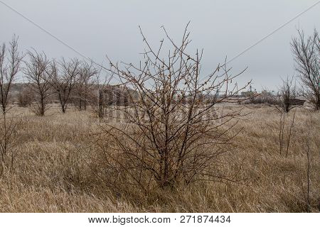 Tavrian Steppe Covered With Ice.