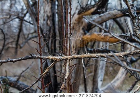 Tavrian Steppe Covered With Ice.