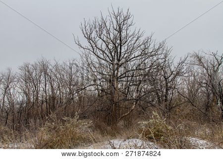 Tavrian Steppe Covered With Ice.