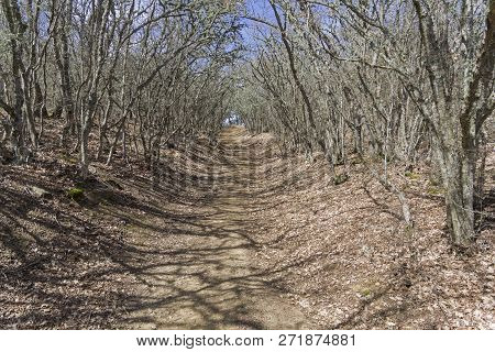 A Dirt Road In A Mountain Forest. The Foot Of The Tokluk-syrt Ridge. Crimea, Spring, Early April, A 