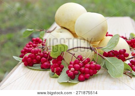 Schisandra And White Apples. Still Life With Ripe Schizandra And Apples