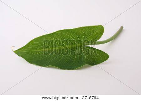 Grünes Blatt