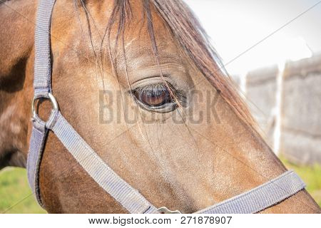 Red Horse Head Sidewise Close-up