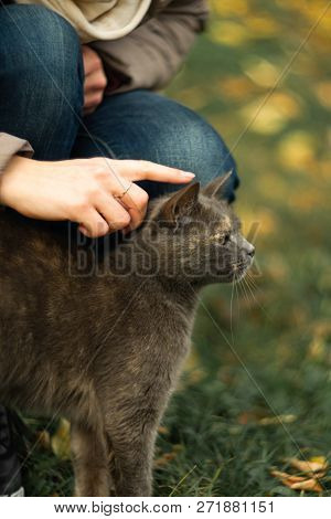 Girl Strokes A Stray Gray Beautiful Temperamental Cat On The Grass.