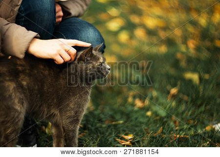Girl Strokes A Stray Gray Beautiful Temperamental Cat On The Grass.