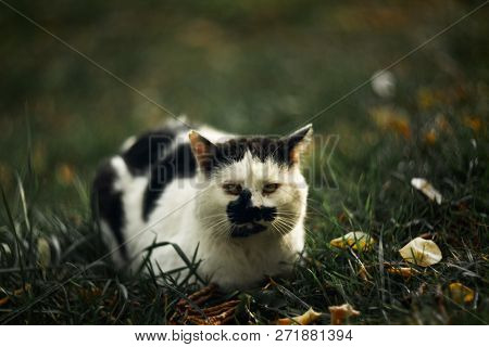 Temperamental Homeless Cross-eyed Squint Spotty Cat Looks At You In On Green Grass