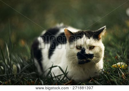 Temperamental Homeless Cross-eyed Squint Spotty Cat Looks At You In On Green Grass