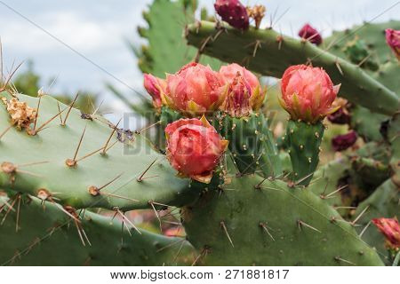 Blooming Prickly Pear With Cactus Fruits And Flowers