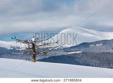 Picturesque Winter Mountain View From Skupova Mountain Slope With Withered Windbreak Tree. Ukraine, 