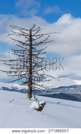 Picturesque Winter Mountain View From Skupova Mountain Slope With Some Withered Windbreak Trees. Ukr