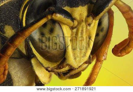 Extreme Macro Portrait Of A Wasp Taken With Two Lenses As One Lens, Stacked From Many Shots Into One