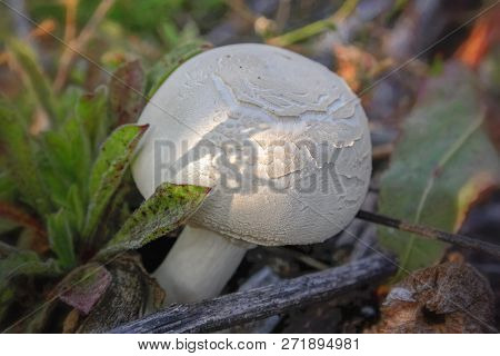 Forest Champignon On A Blurred Background Close-up