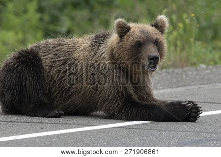 Hungry Wild Kamchatka Brown Bear Lies On Asphalt Road, And Looking Around. Eurasia, Russian Far East