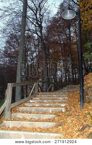 Forest In Autumn With Color Changing Leavesn