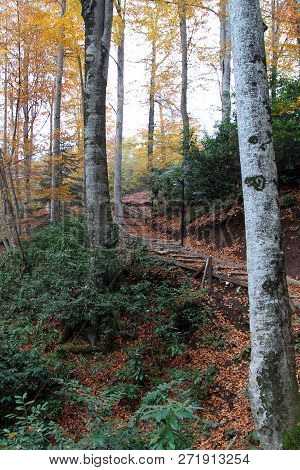 Forest In Autumn With Color Changing Leavesn
