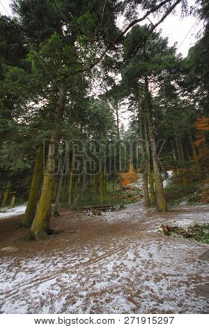 Forest In Autumn With Color Changing Leavesn