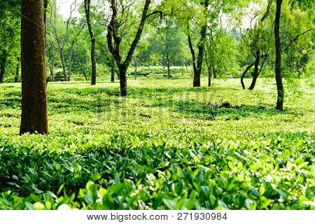 Tea Plantation In Asam India. Landscape Of The Tea Plantations. Tea Plantation With Blue Sky In Morn