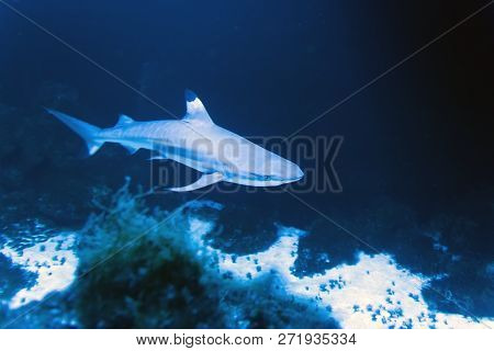 Whitetip Reef Shark (triaenodon Obesus) In The Coral Reef