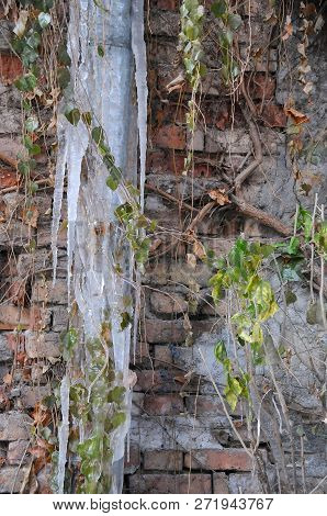 Frozen Rainwater Pipe And Shrub Against The Brick Wall Background