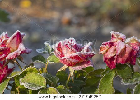 Red Rose In The Morning Frost After A Frosty Night In The Garden. The Concept Of The First Frost, Wi