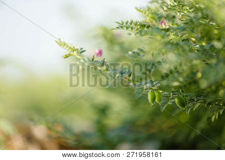 Fresh Green Chickpeas Field , Chick Peas Also Known As Harbara Or Harbhara In Hindi And Cicer Is Sci