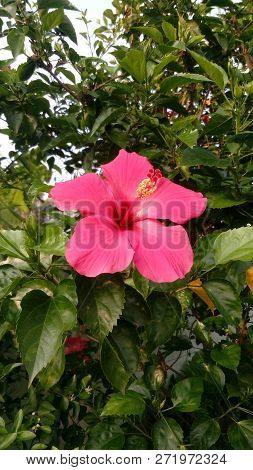 Beautiful And Frangrant Flower Shoes Bloom In The Garden