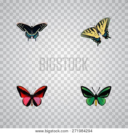 Set Of Butterfly Realistic Symbols With Agrias Claudina, Beauty Fly, Spicebush And Other Icons For Y