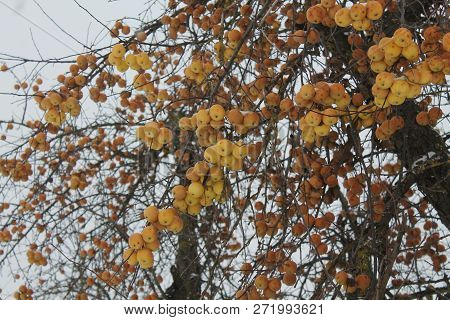 Sweet Frozen Yellow Apples Hang On Apple Tree In Winter Garden Covered White Snow