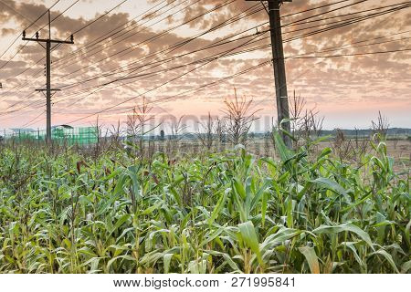 The Corn Field Was Planted On The Side Of The Road, The Corn Field Under The Electric Pole.