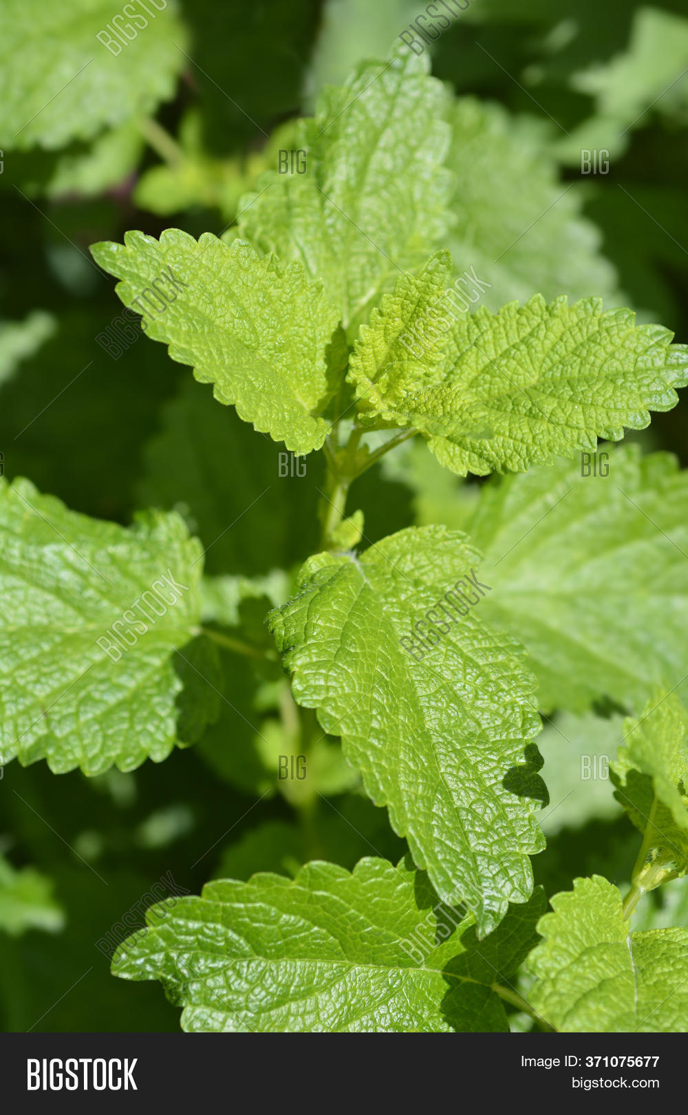 Lemon Balm Leaves Image & Photo (Free Trial) Bigstock