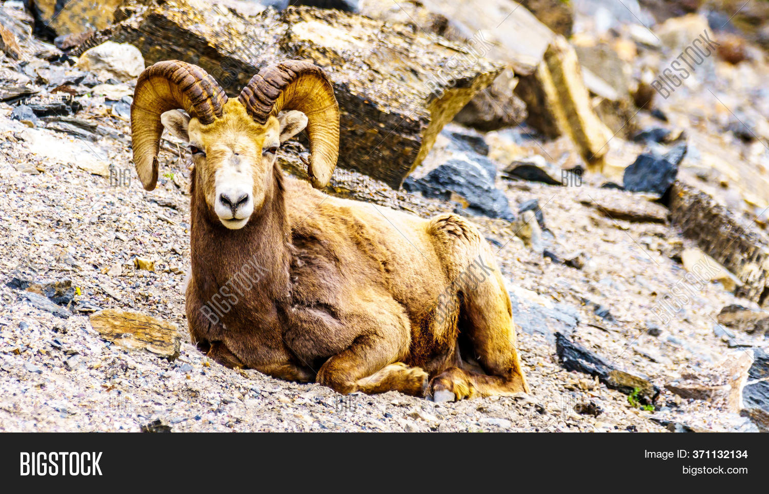 Bighorn Sheep Laying Image & Photo (Free Trial) Bigstock