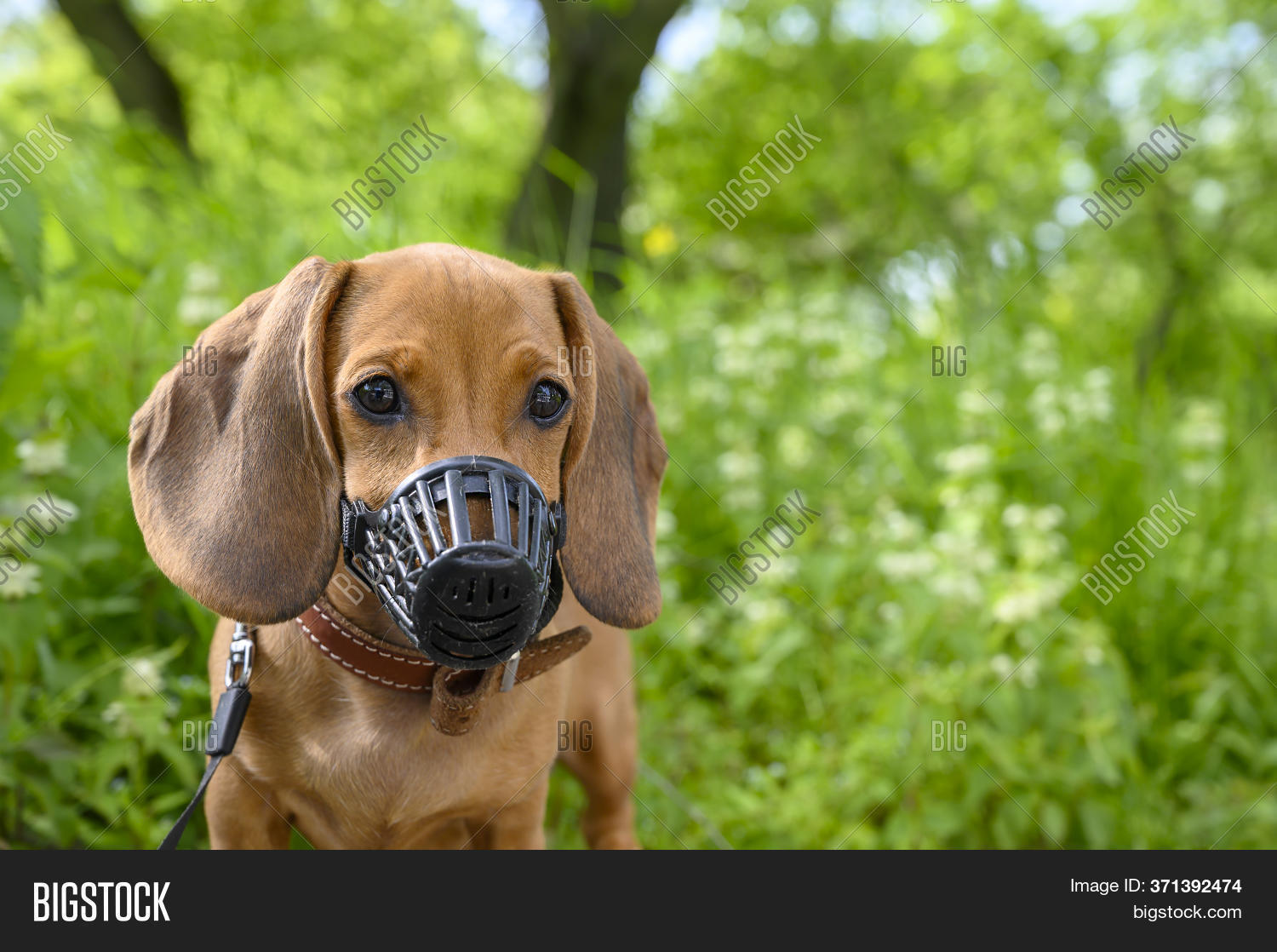 dachshund muzzle