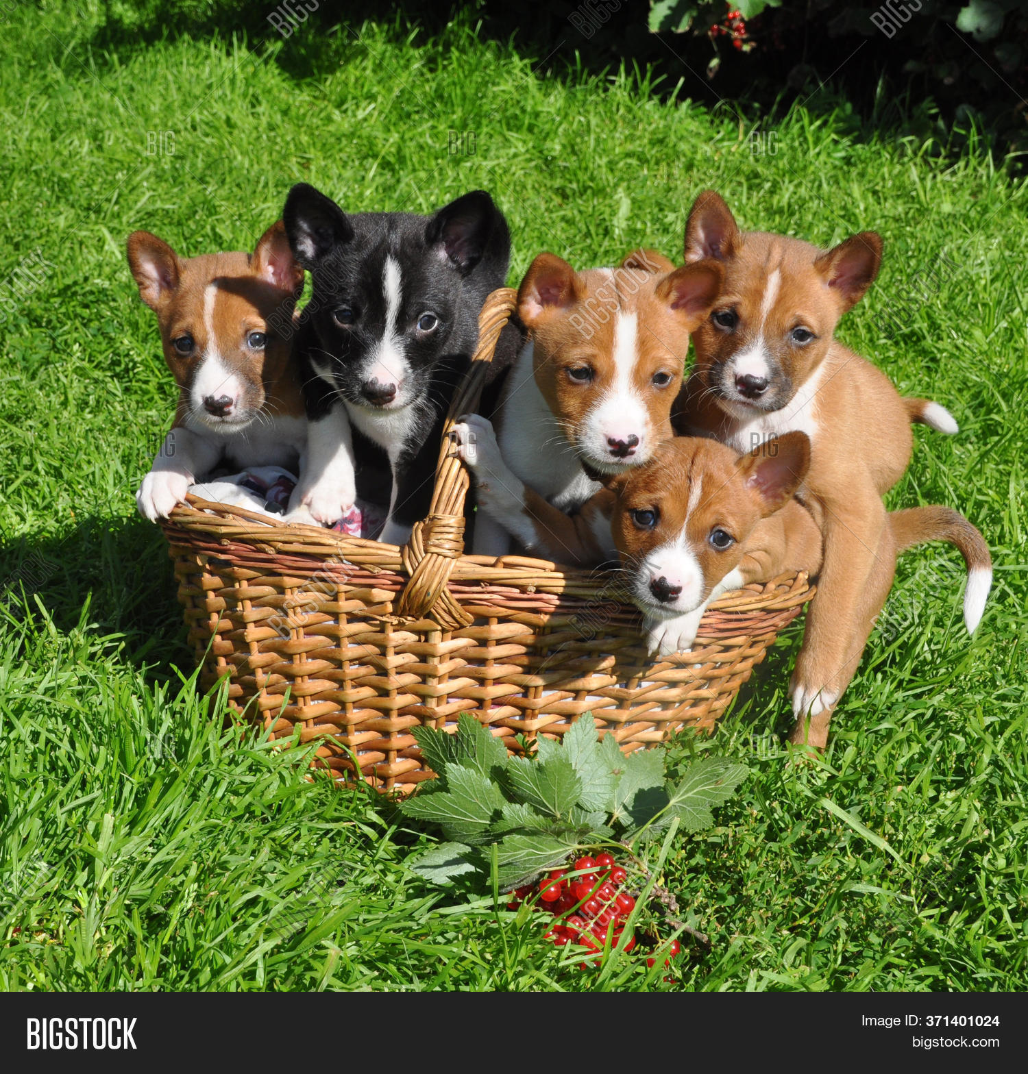 basenji dog puppy