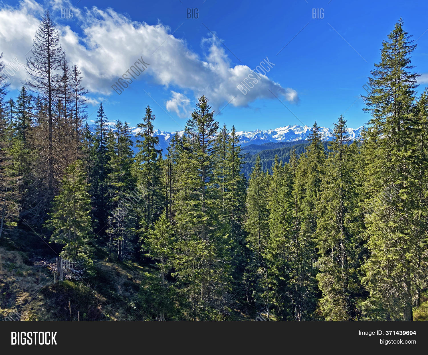 Evergreen Forest Image & Photo (Free Trial) Bigstock
