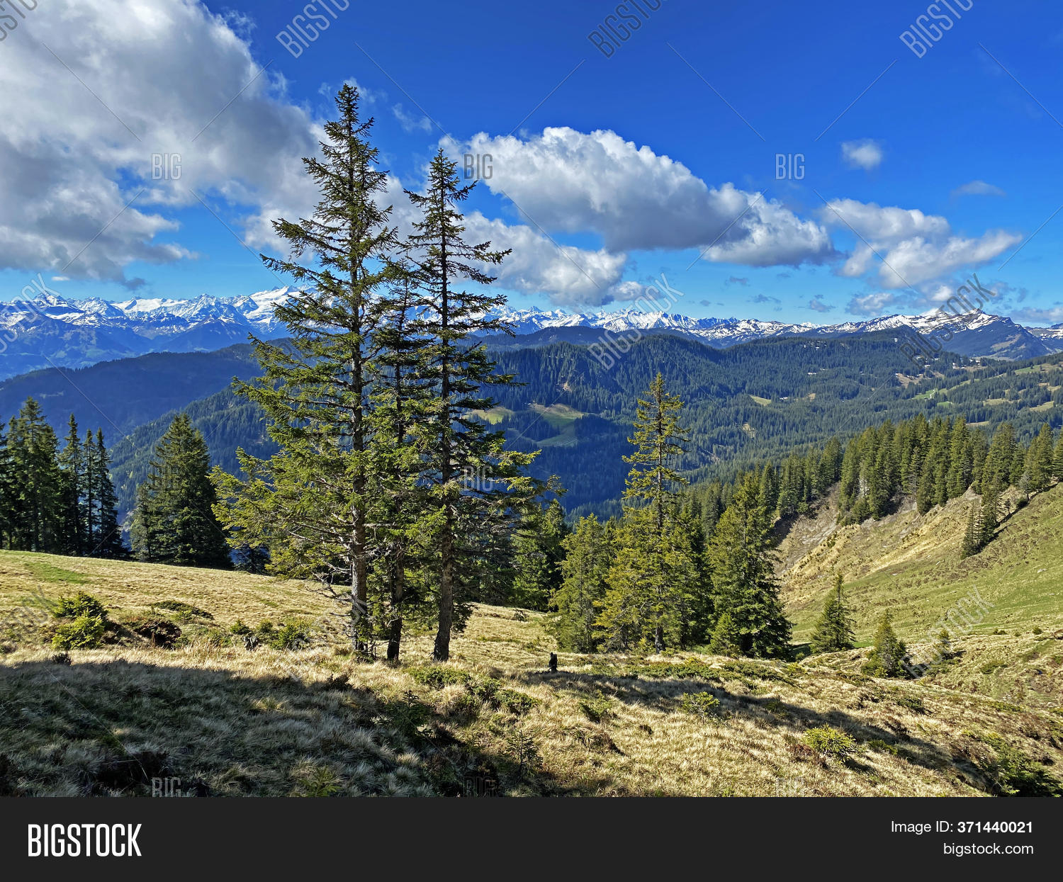 Evergreen Forest Image & Photo (Free Trial) | Bigstock