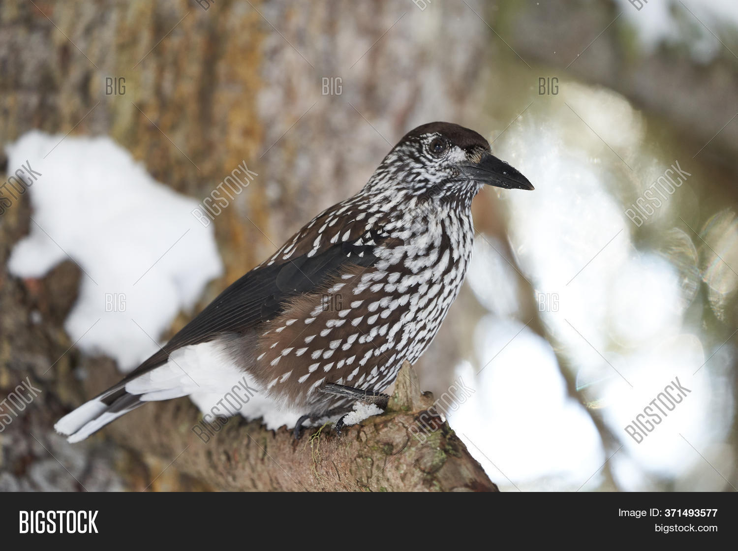 Spotted Nutcracker Image & Photo (Free Trial) Bigstock