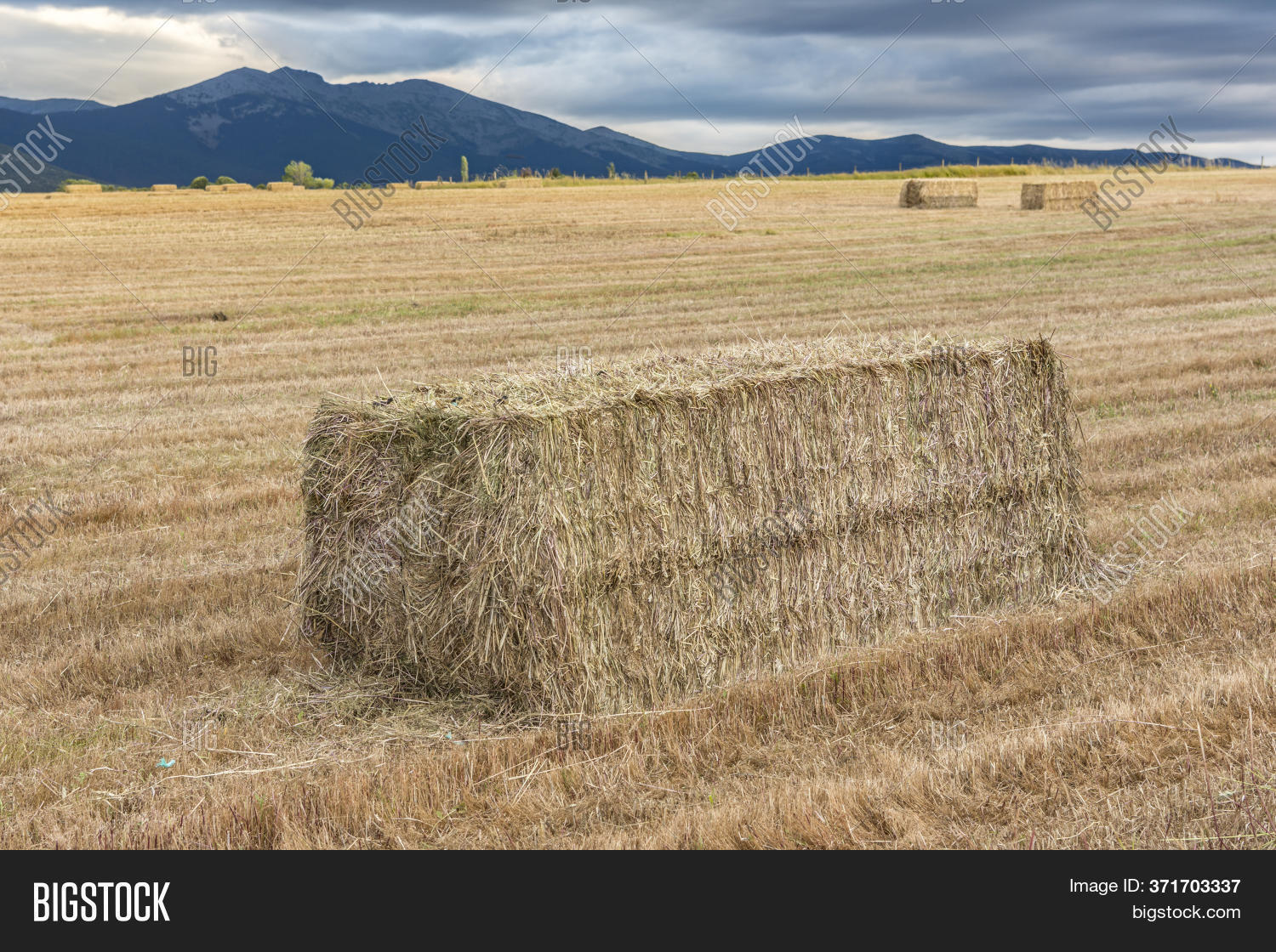 Bundles Straw Dry Image & Photo (Free Trial) Bigstock
