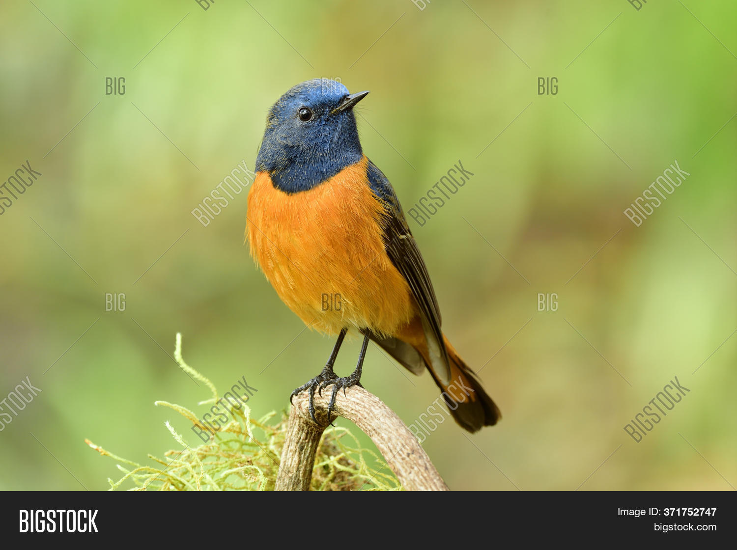 Happy Blue Orange Bird Image & Photo (Free Trial) Bigstock