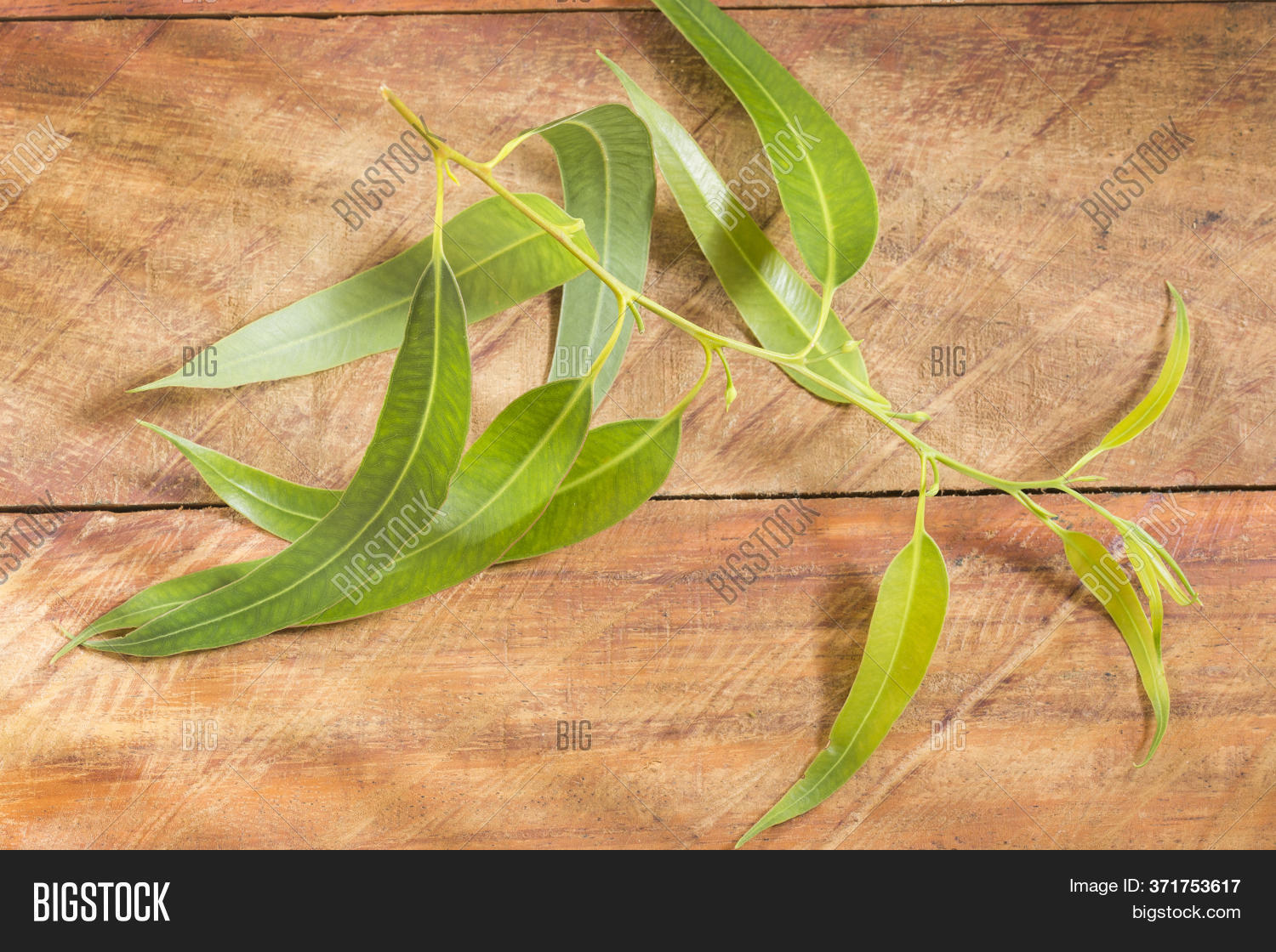 Fresh Eucalyptus Image & Photo (Free Trial) Bigstock