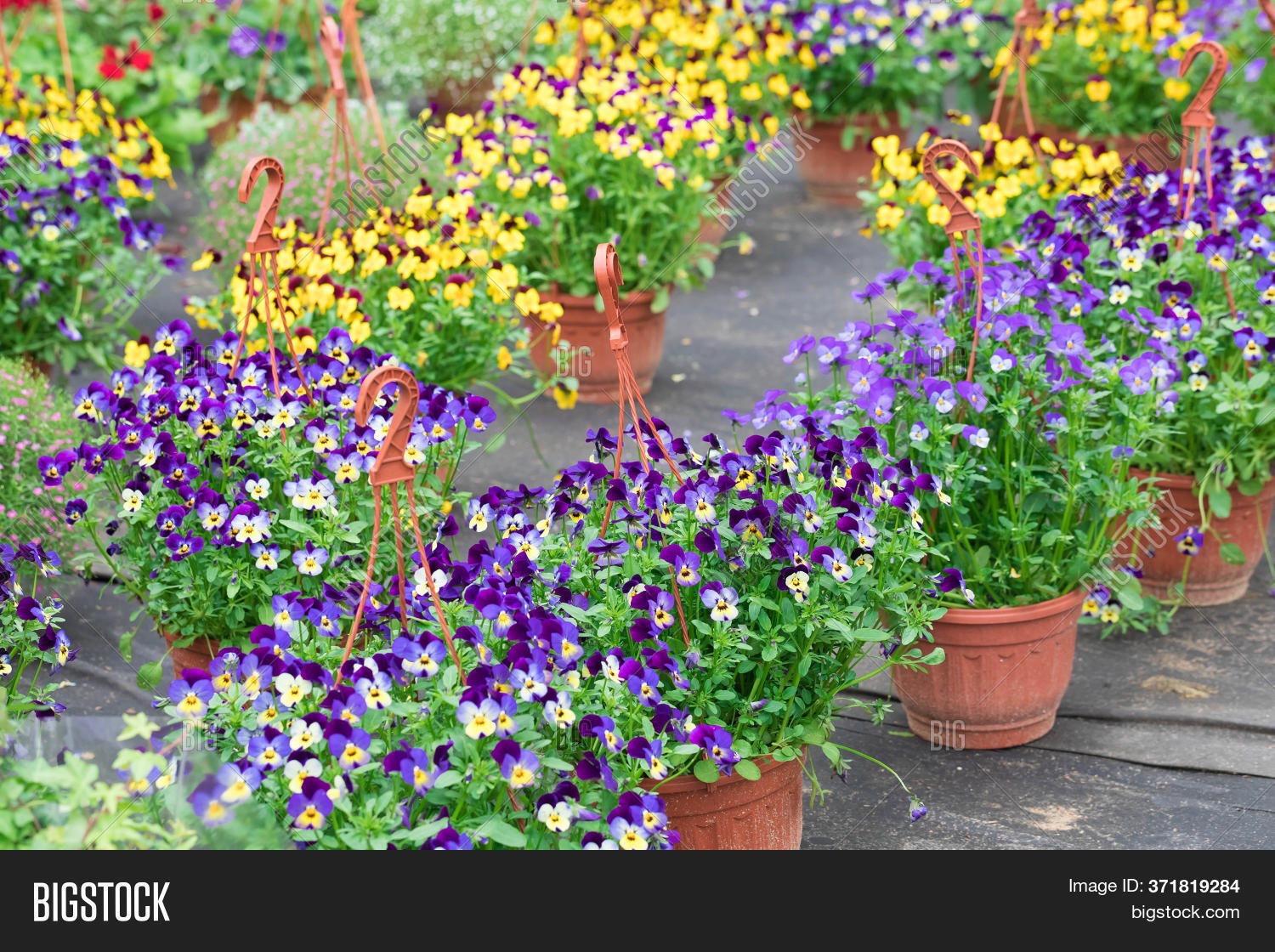 Garden Centre. Flowers Image & Photo (Free Trial) Bigstock
