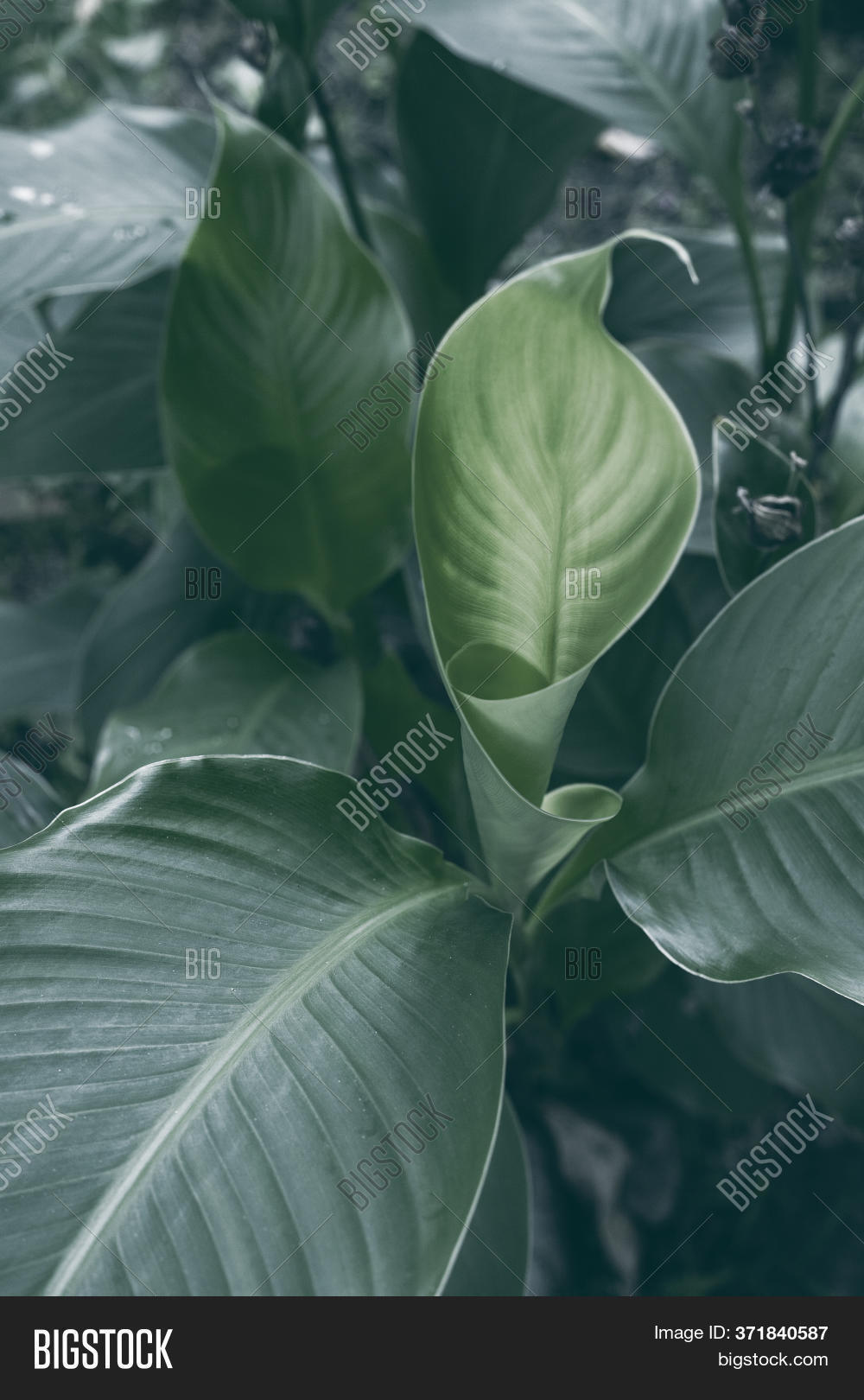 Green Banana Plant Image & Photo (Free Trial) Bigstock