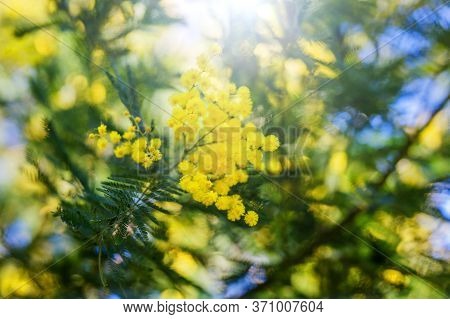 The Branch Of A Mimosa Tree With Flowers, Sunny