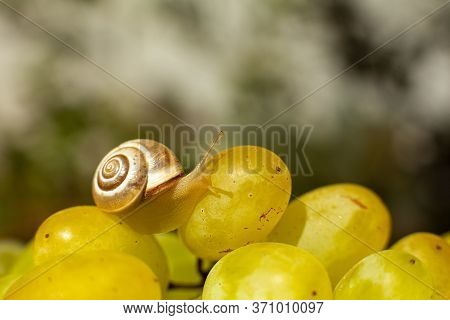 Close-up Of A Small Snail Crawling Over Grapes Quiche Mish.