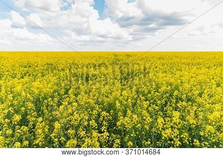 Field Of Bright Yellow Rapeseed In Spring