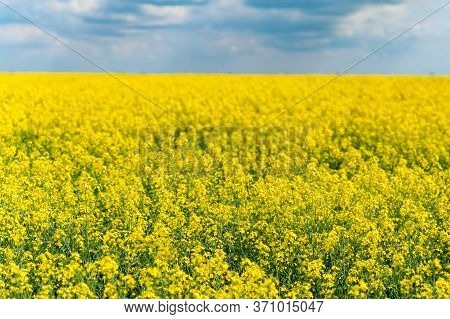 Field Of Bright Yellow Rapeseed In Spring