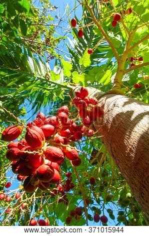 Tropical Red Dates Fruits Of Manila Palm (adonidia Merrillii)