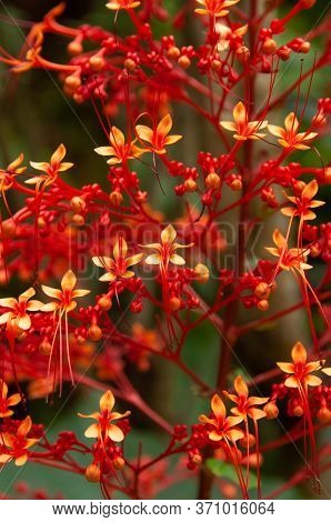A Beautiful Red Tropical Flower, Pagoda-flower (clerodendrum Paniculatum). Seychelles.