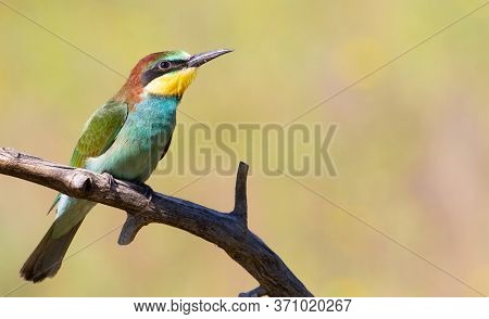 European Bee-eater, Merops Apiaster. A Young Bird Is Sitting On A Branch. Great Bokeh. Early Morning